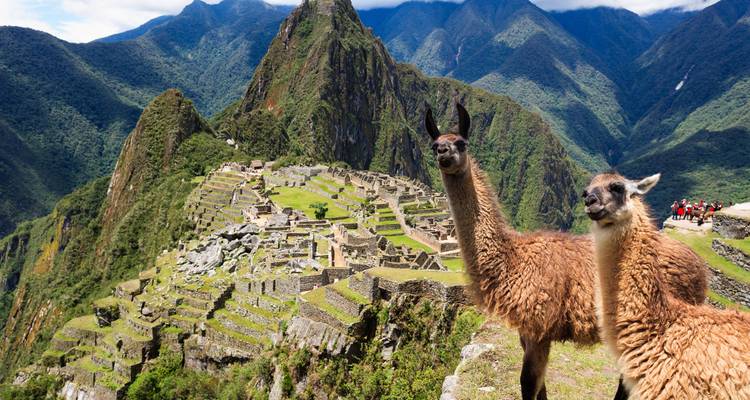 Lamas devant les ruines du Machu Picchu, avec des montagnes en arrière-plan.