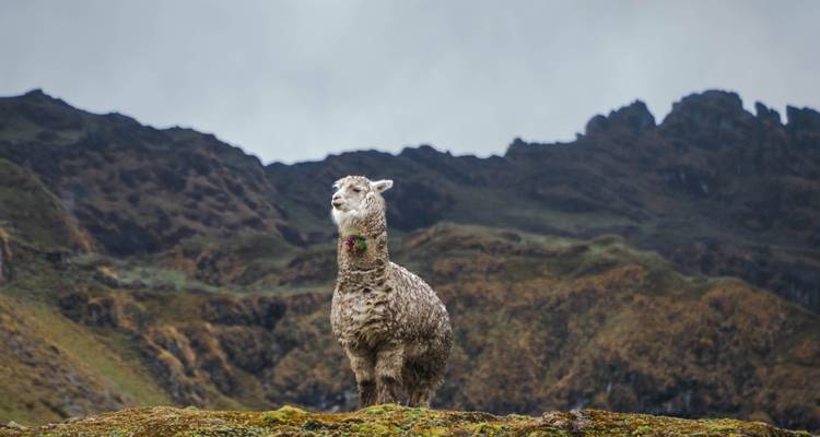 Llama parada en una ladera con montañas de fondo.