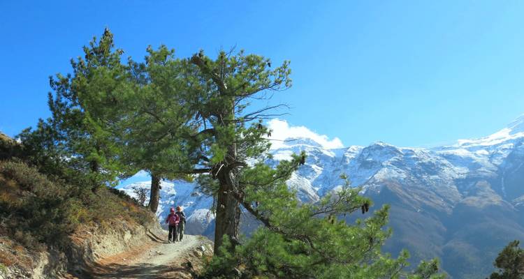Senderistas caminando por un sendero con árboles y montañas nevadas.
