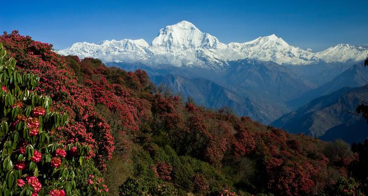 Una vista panorámica de montañas nevadas con flores de rododendro.
