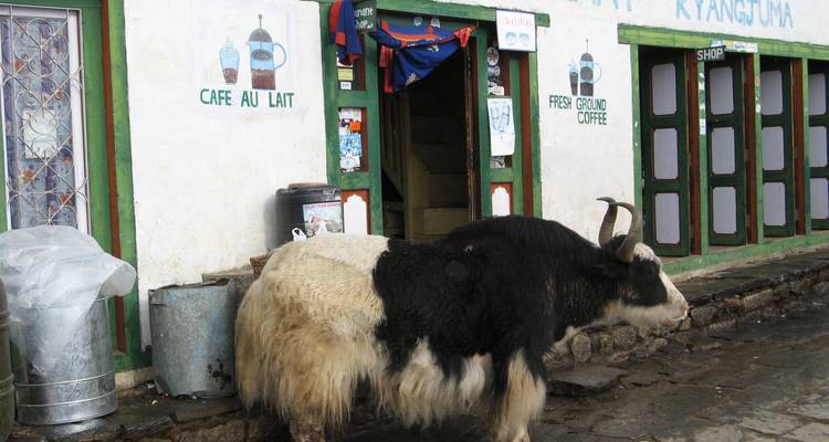 Un grand yak se tient devant un café aux enseignes colorées.