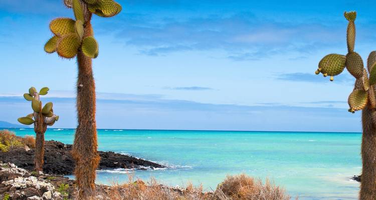 Cactus cerca de un mar turquesa bajo un cielo azul.