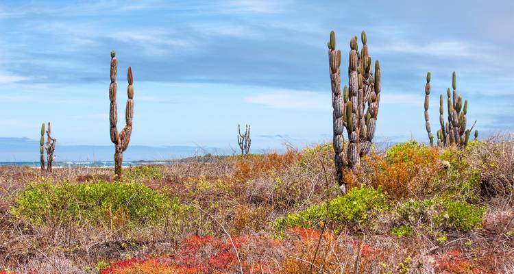 Cactus erguidos en medio de un paisaje árido y colorido.