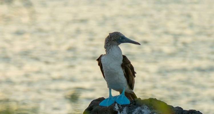 Blauvoetgans zittend op vulkanisch gesteente met glitterend water erachter.