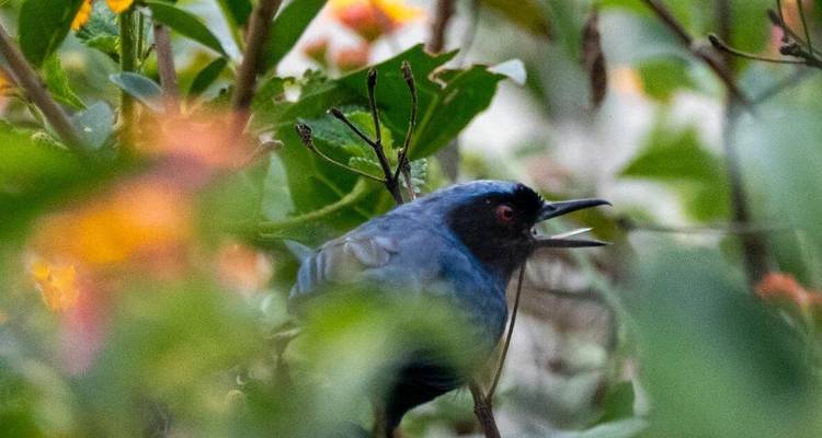 Klein donker vogeltje dat zingt tussen wazig groen bladerenwerk en kleurrijke bloemen.