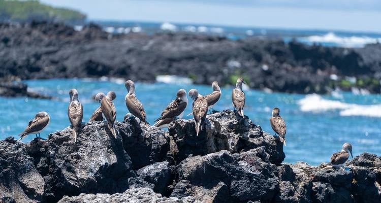 Zeevogels zitten in een rij op donkere vulkanische rotsen tegen helderblauwe oceaangolven.