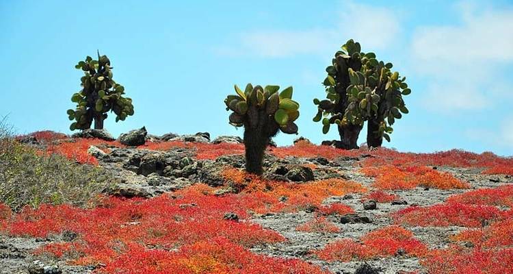 Galápagos: Tras las huellas de Darwin - Exodus Adventure Travels 8