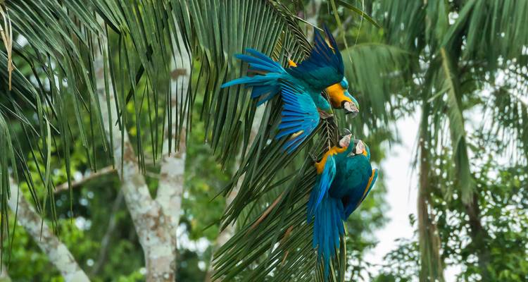 Zwei lebendige blau-goldene Aras interagieren zwischen Palmwedeln in üppigem Regenwald.