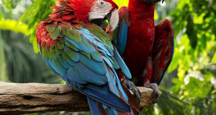 Dos vibrantes guacamayos posados en una rama de madera.
