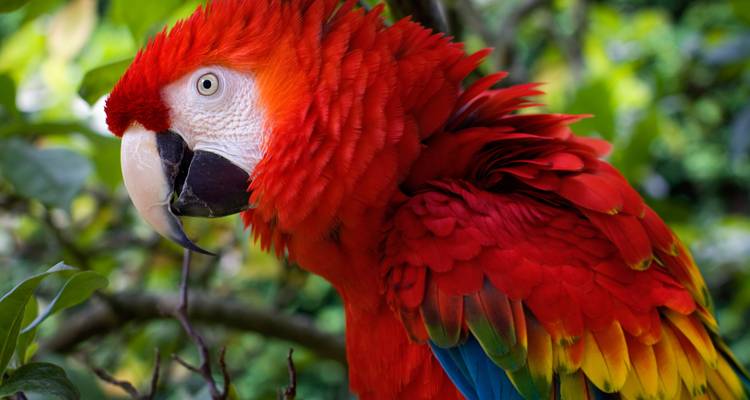 Primer plano de una colorida guacamaya roja.