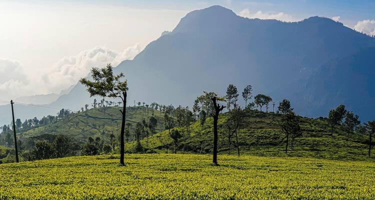 Un paysage pittoresque avec des plantations de thé et des montagnes au loin.