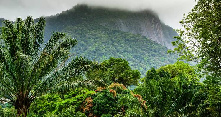 Exuberante vegetación y montaña brumosa en un paisaje tropical.