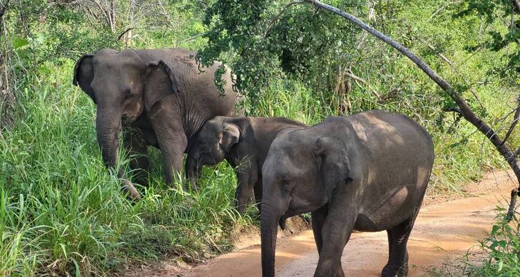 Une famille d'éléphants marchant le long d'un sentier de terre dans une jungle luxuriante.