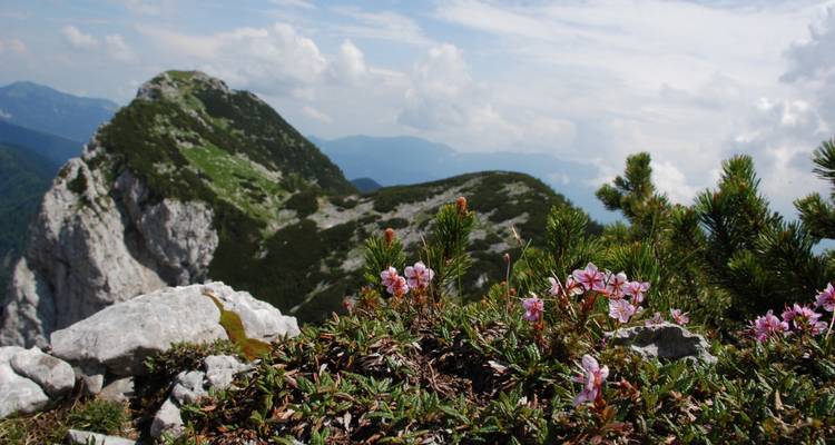 Picos montañosos con flores silvestres en primer plano.
