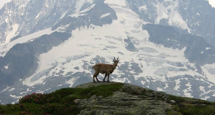 Circuito del Mont Blanc en campamento - Exodus Adventure Travels 8