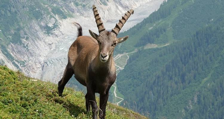 Mont Blanc Highlights - Exodus Adventure Travels 8