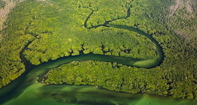 Vue aérienne d'une forêt tropicale dense avec une rivière sinueuse.