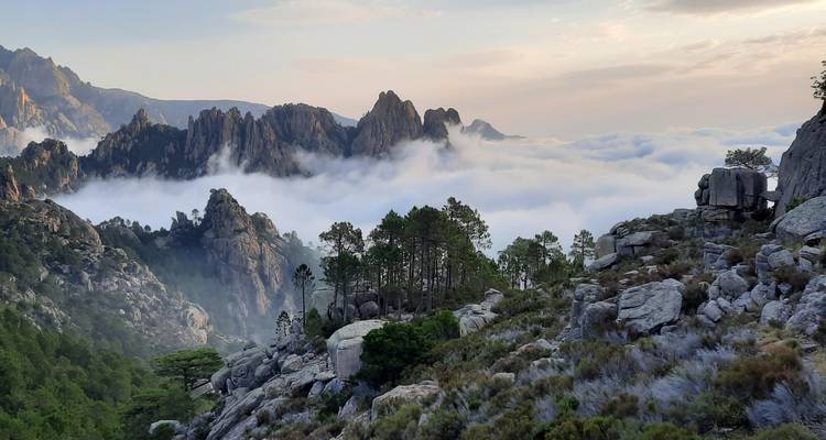 Picos rocosos dramáticos elevándose sobre un mar de nubes con árboles de pino en las laderas