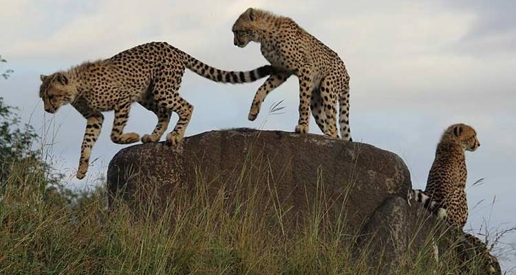 Afrique du Sud : Randonnée et faune - Exodus Adventure Travels 8