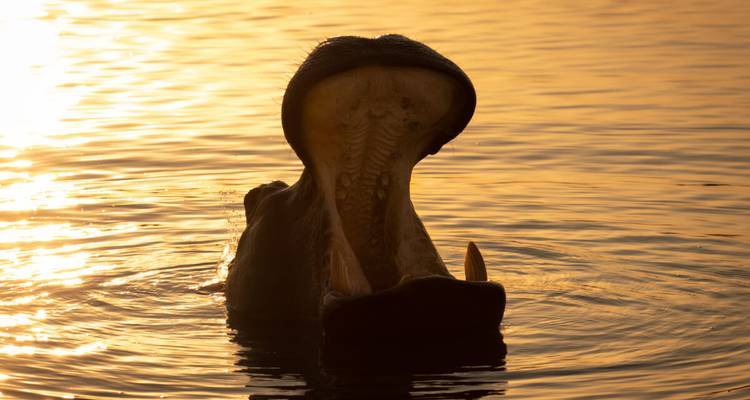Silhouet van een nijlpaard dat wijd geeuwt in goudkleurig water met tegenlight bij zonsondergang.