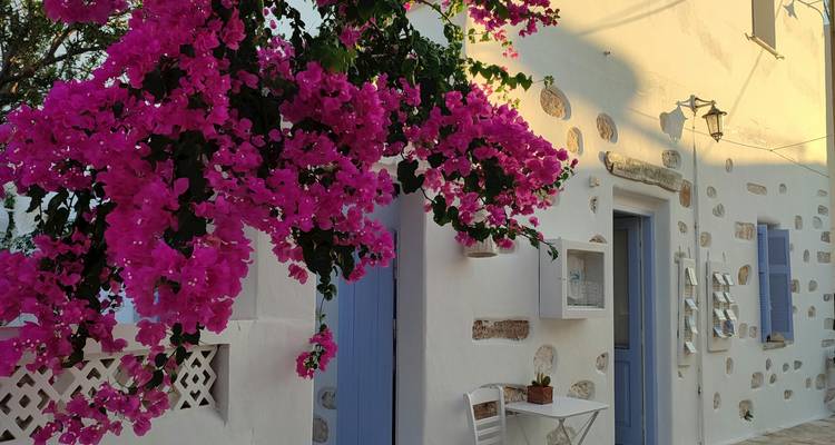Eine weiße Wand und blaue Fenster mit rosa Bougainvillea.