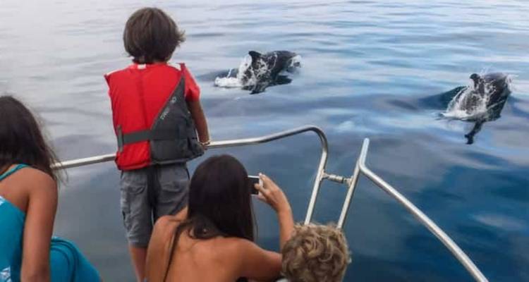 Des gens sur un bateau observant des dauphins dans l'eau.