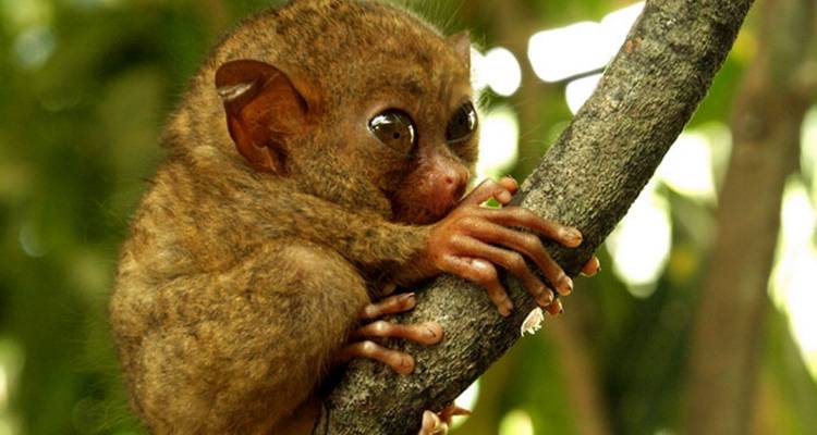 Un tarsier agrippé à une branche d'arbre.