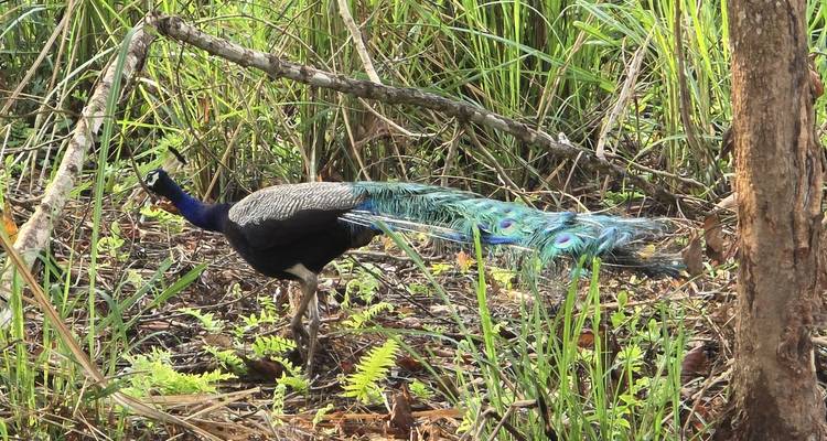 Paon coloré marchant dans un cadre naturel.