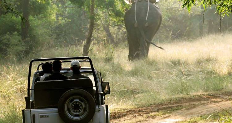 Jeep de safari s'approchant d'un éléphant sur un sentier de terre.