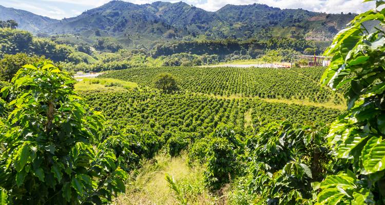 Paysage de luxuriantes plantations de café verdoyantes et de montagnes lointaines.