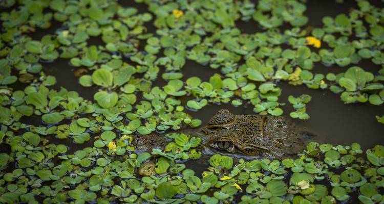 Crocodile camouflé dans un plan d'eau recouvert de verdure.