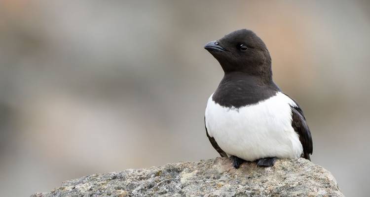 Vogel zittend op een rots met wazige achtergrond.