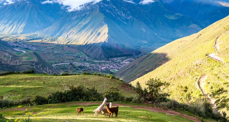 Llamas en una ladera con vista panorámica de un valle y montañas.