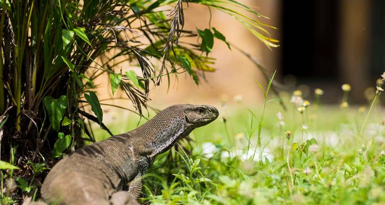 Varan se repose parmi l'herbe verte sous des plantes tropicales à l'extérieur d'un bâtiment