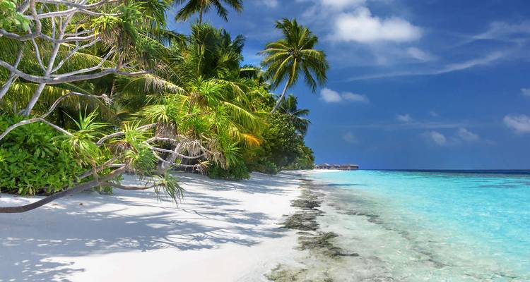 Plage idyllique de sable blanc avec des palmiers penchés et une eau turquoise cristalline sous un ciel bleu