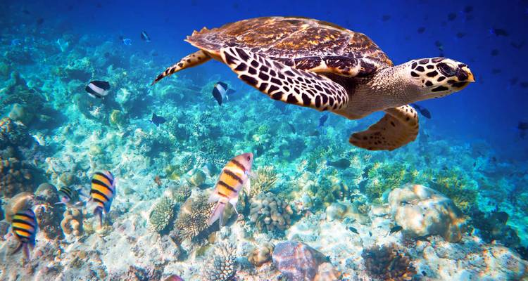 Une tortue de mer glisse au-dessus d'un récif corallien vibrant accompagnée de poissons tropicaux colorés