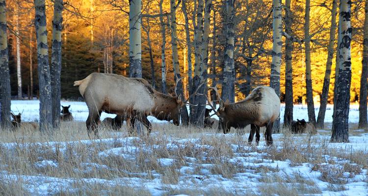 Manada de alces pastando entre álamos temblones nevados con la luz del amanecer pintando el bosque de dorado.
