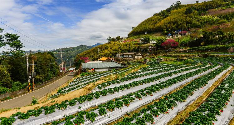 Terrasvormige rijen aardbeienplanten op een heuvelboerderij met bergachtergrond.