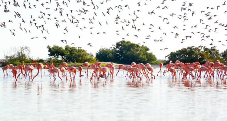 Groep flamingo's wadend in ondiep water met vogels die de lucht vullen bij Rio Lagartos.