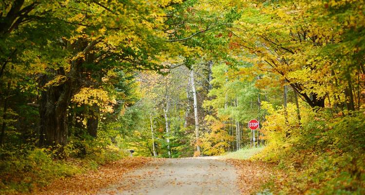 Dirt road through tunnel of vibrant autumn foliage with distant stop sign.