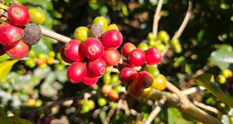 Close-up van rijpe rode en groene koffiekers die in clusters op een zonnige tak groeien.