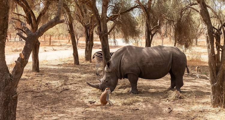 Rhinocéros et autres animaux dans un environnement de savane avec des arbres.