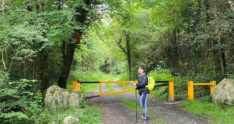Solo hiker with yellow pack pauses at a forestry barrier on a leafy Wicklow Way path