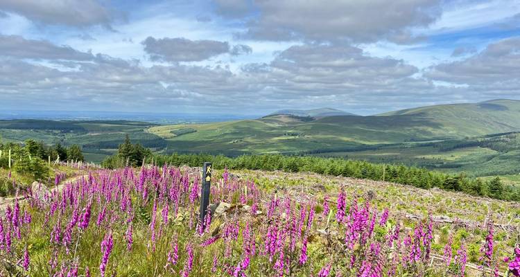 Bright purple foxgloves frame expansive views over Wicklow mountains and forests