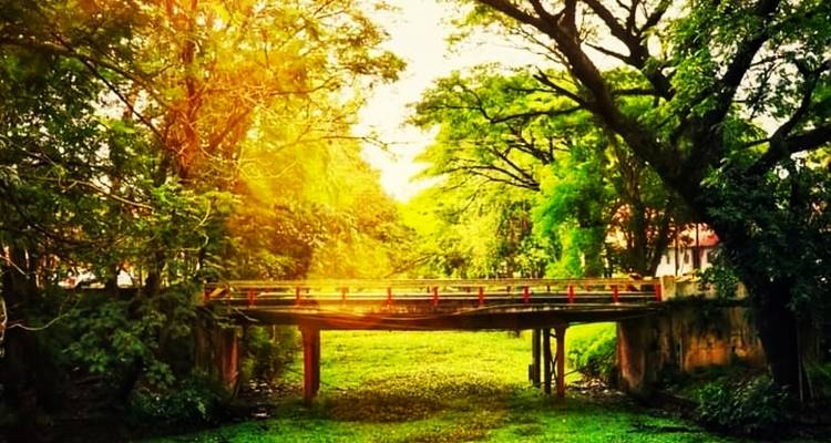 Un pont en bois au-dessus d'un ruisseau luxuriant et vert avec une lumière chaude du soleil filtrant à travers les arbres.