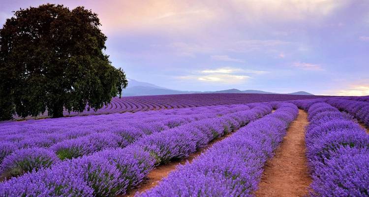 Un champ de lavande pittoresque au lever du soleil avec des montagnes en arrière-plan.