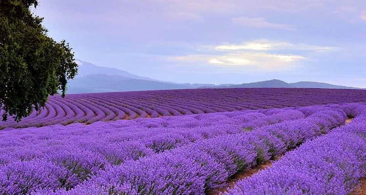 Eindeloze rijen bloeiende paarse lavendel die zich uitstrekken naar verre bergen onder een zachte, bewolkte hemel.