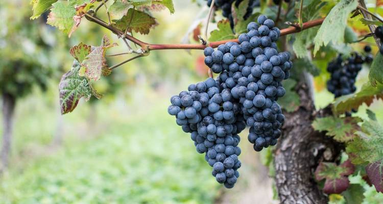 Primer plano de uvas maduras colgando de una parra.