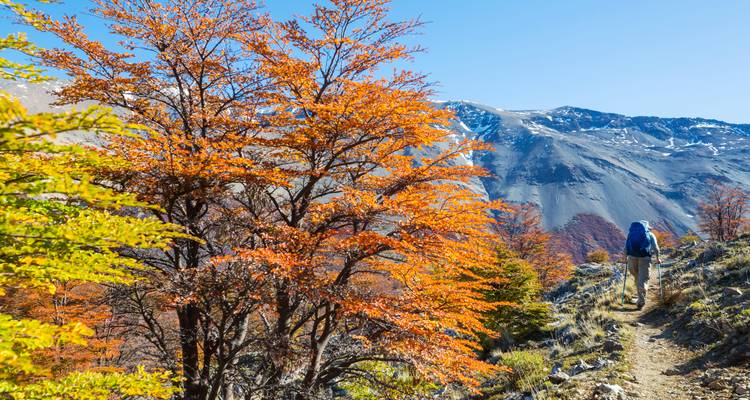 Un randonneur marchant sur un sentier avec des arbres aux couleurs automnales et un arrière-plan montagneux.