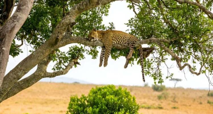 Leopard, der faul auf einem Baumast über der Savanne liegt.